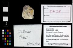 Foto (Objekt + Etikett) von Decapoda indet.  (NHMW-GEO-2014-0194-0938)